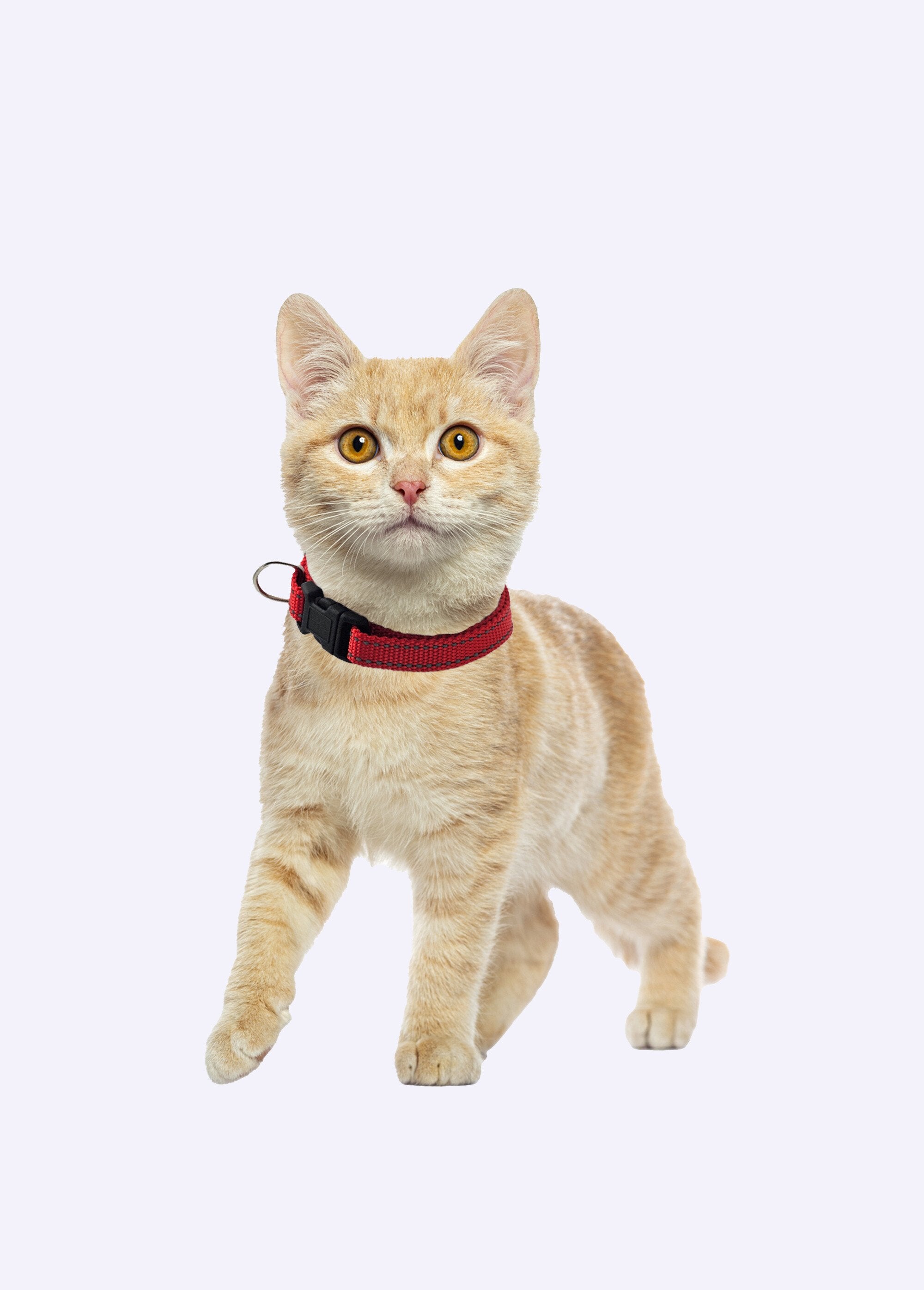 Collier_réfléchissant_pour_animaux_Rouge_DE1_slim