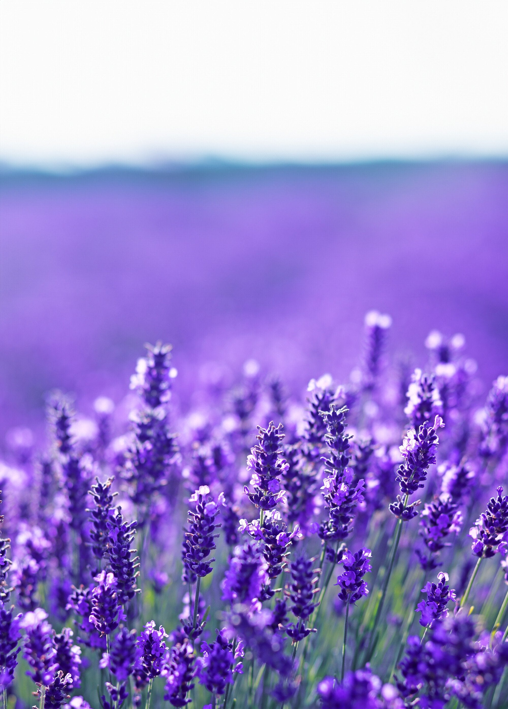 2_almohadillas_separadoras_de_dedos_de_lavanda_Mauve_DE2_slim