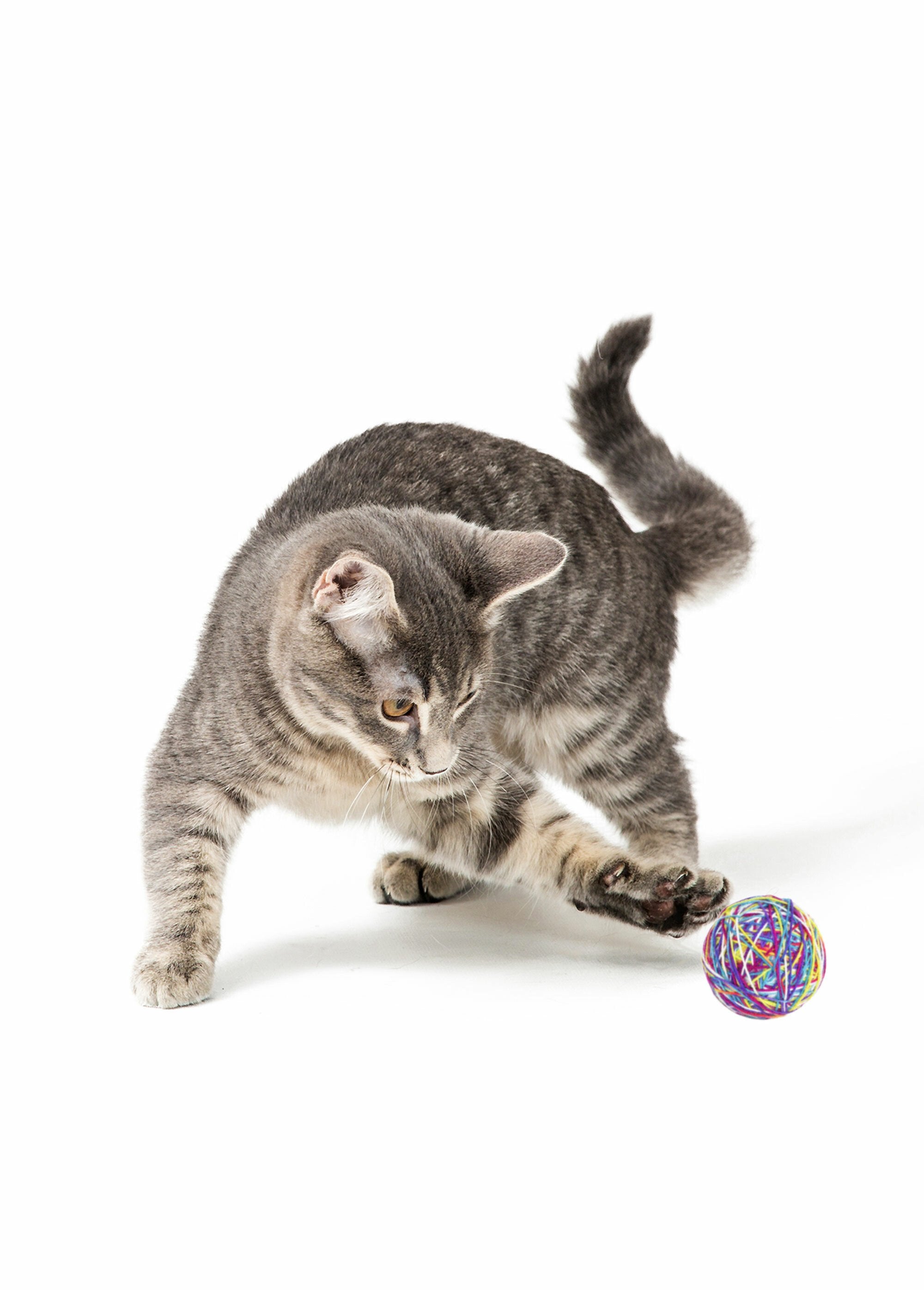 Wool_ball_toy_for_cats_Purple_DE1_slim