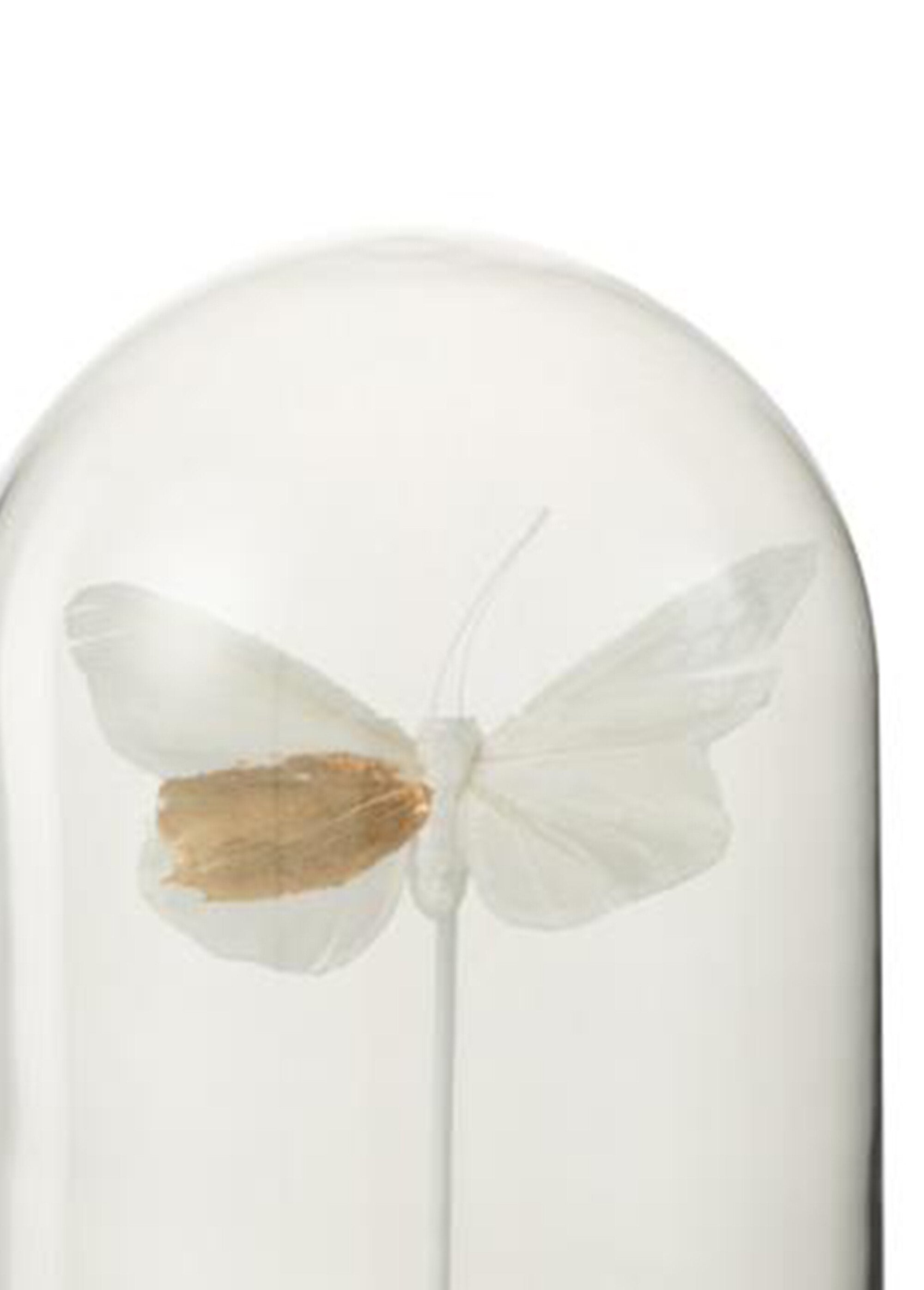 Cloche_en_verre_décorative_papillon_Blanc_DE1_slim