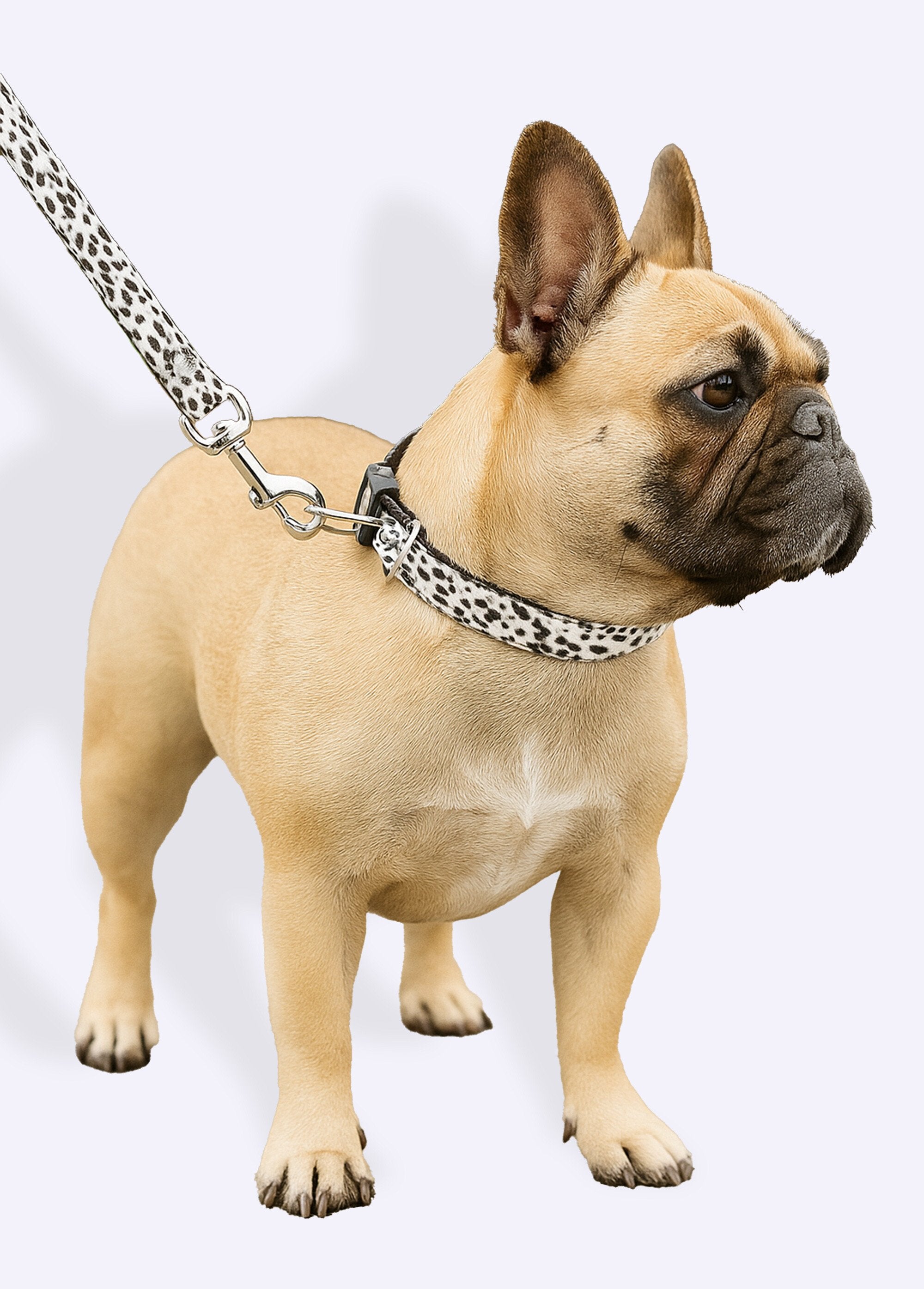 Collier_pour_chien_+_laisse_léopard_Blanc_FA1_slim