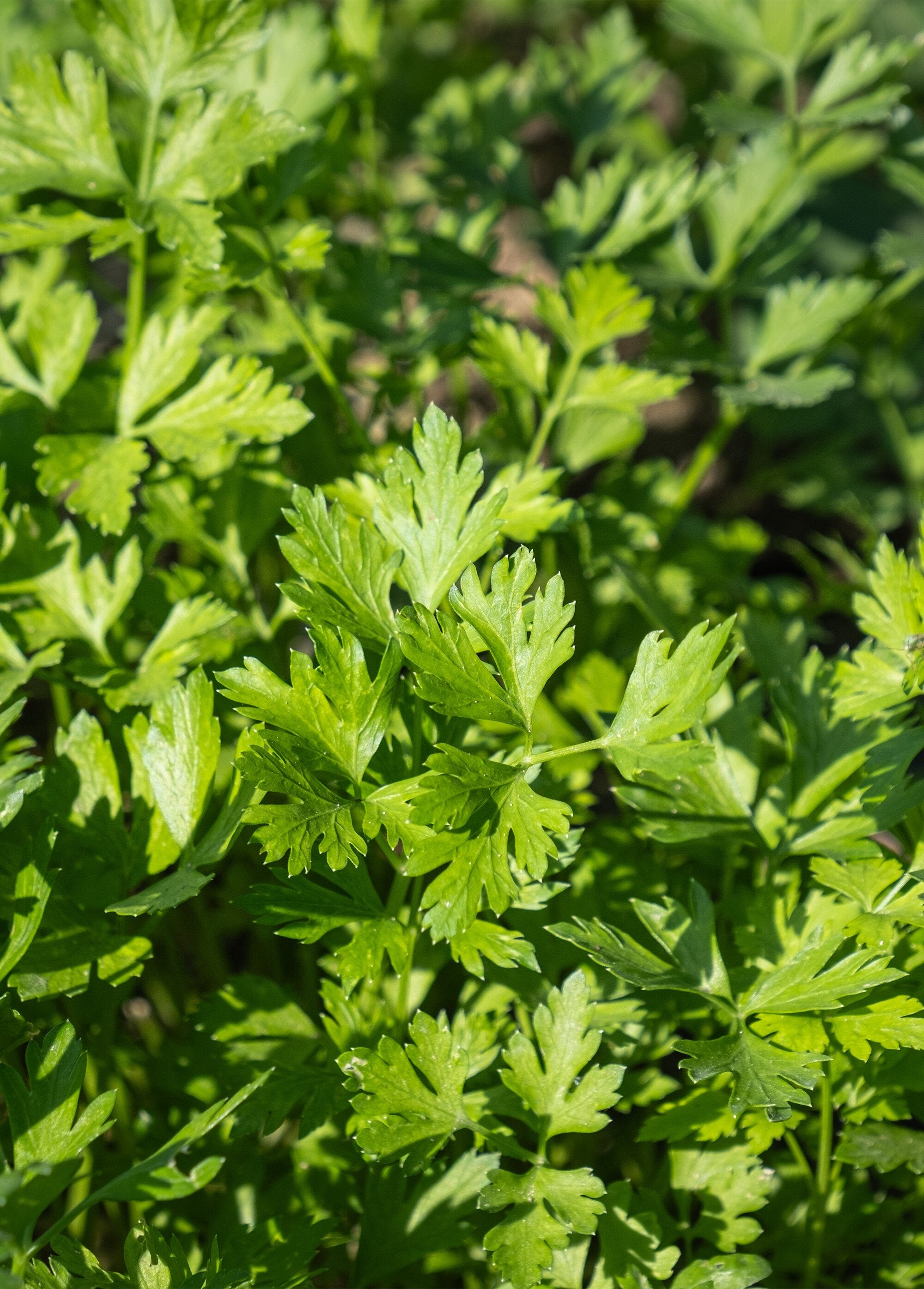 Kit_Bamboo_seedling_Parsley_Turquoise_DE1_slim