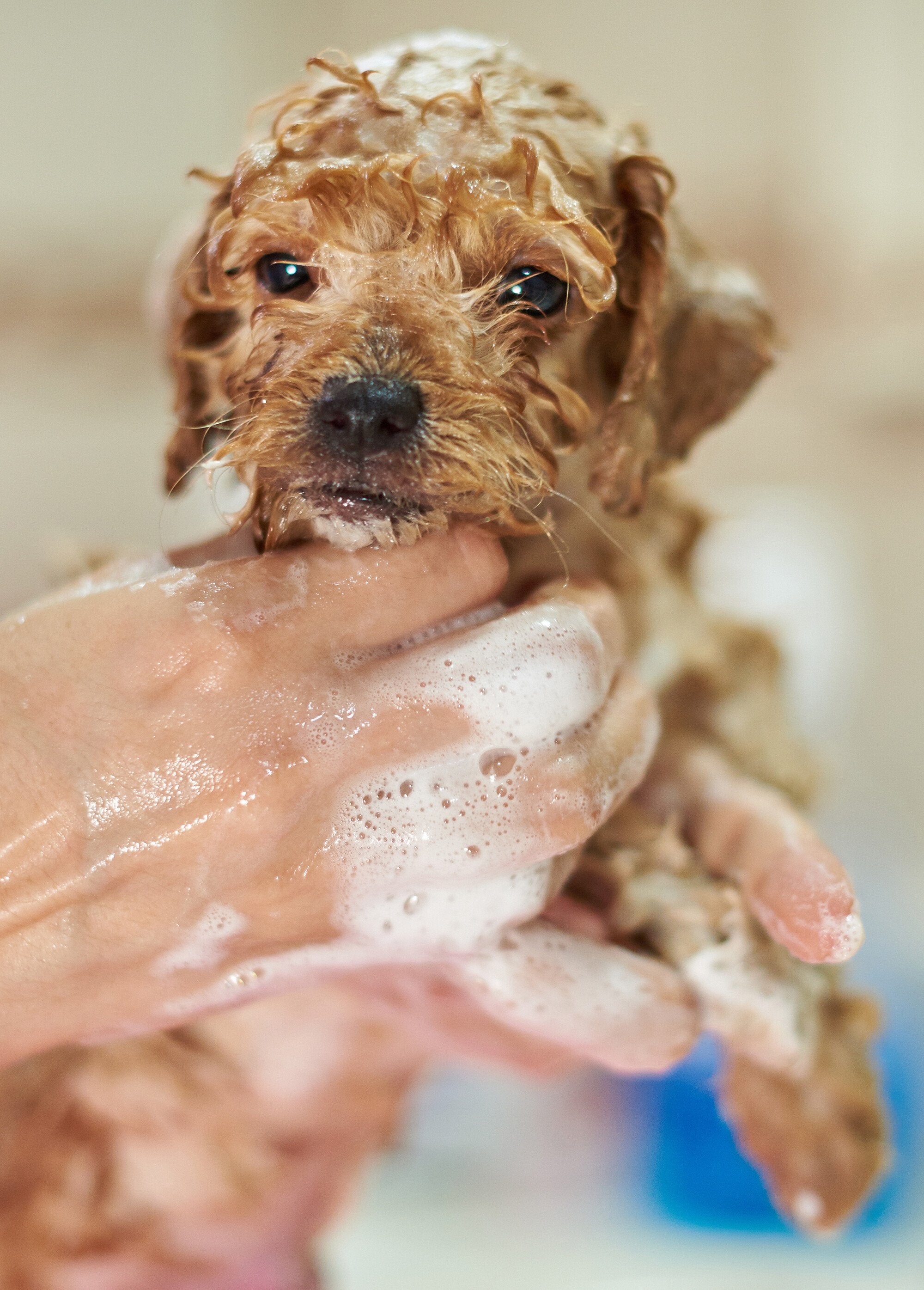 Zachte_shampoo_voor_puppy's_Blanc_DE1_slim